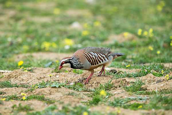 Rothuhn (Alectoris rufa)