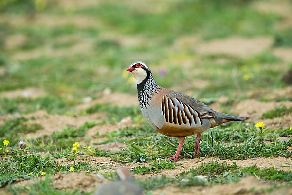 Rothuhn (Alectoris rufa)