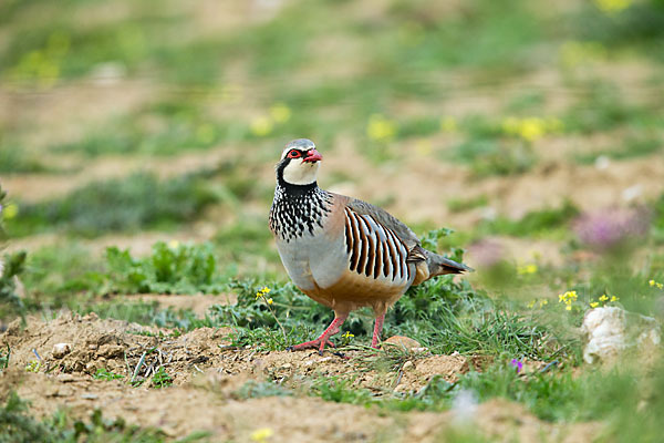 Rothuhn (Alectoris rufa)