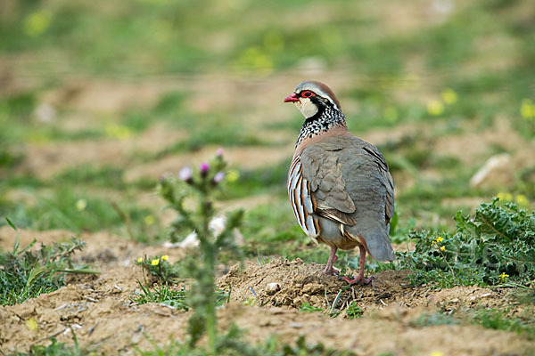 Rothuhn (Alectoris rufa)