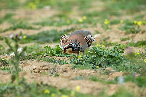 Rothuhn (Alectoris rufa)