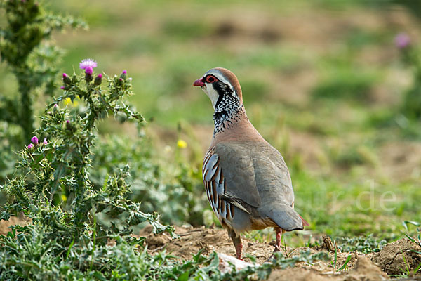 Rothuhn (Alectoris rufa)