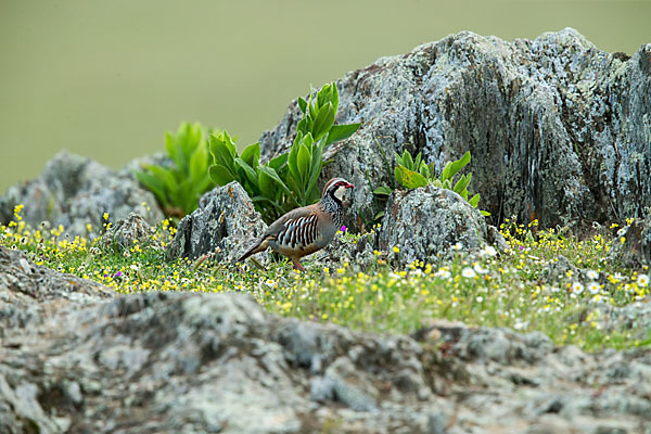 Rothuhn (Alectoris rufa)