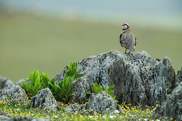 Rothuhn (Alectoris rufa)