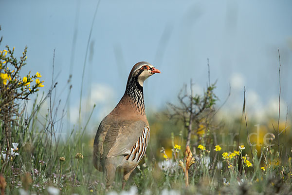 Rothuhn (Alectoris rufa)