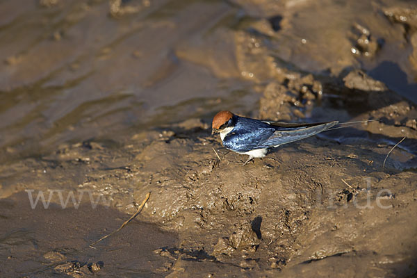 Rotkappenschwalbe (Hirundo smithii)