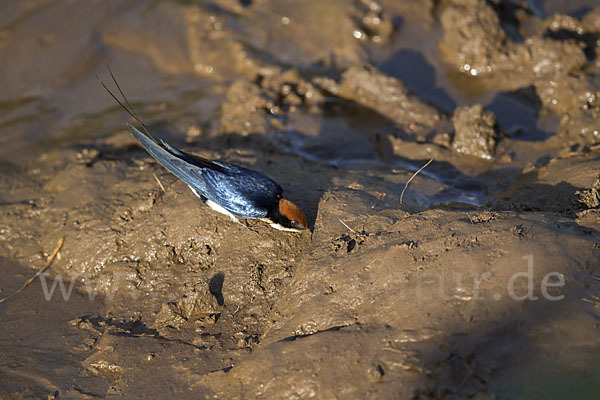 Rotkappenschwalbe (Hirundo smithii)