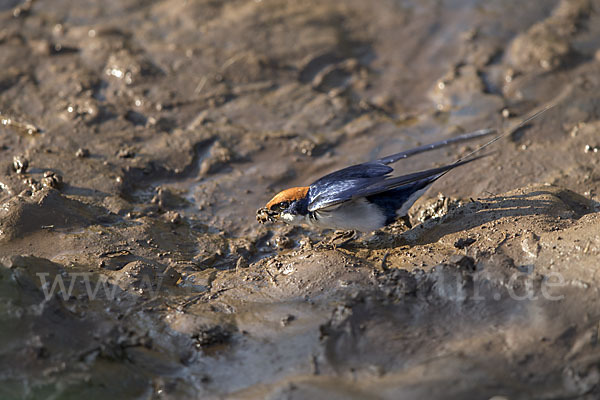 Rotkappenschwalbe (Hirundo smithii)