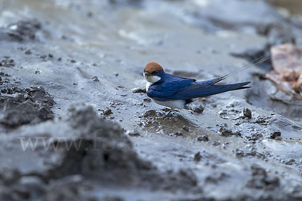 Rotkappenschwalbe (Hirundo smithii)