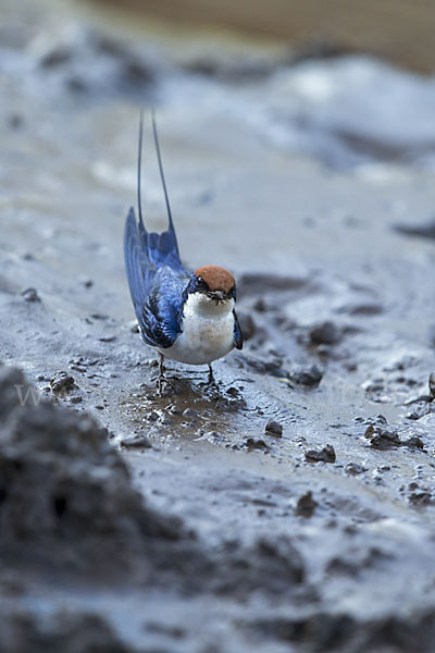 Rotkappenschwalbe (Hirundo smithii)