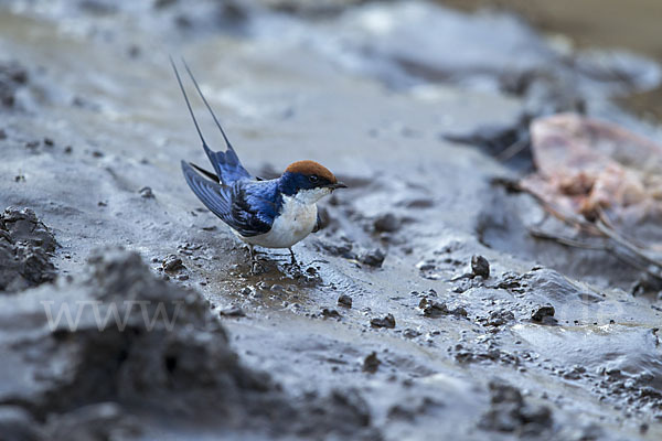 Rotkappenschwalbe (Hirundo smithii)