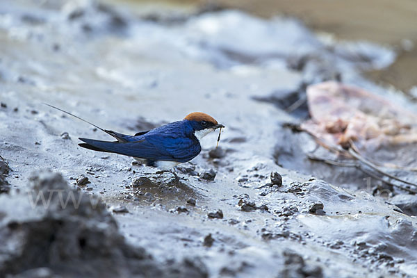 Rotkappenschwalbe (Hirundo smithii)