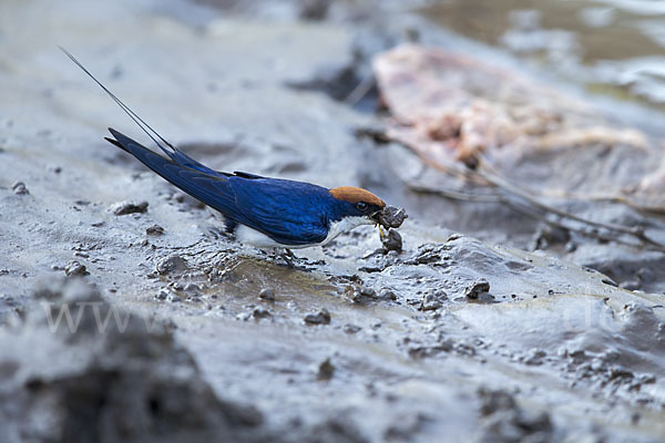 Rotkappenschwalbe (Hirundo smithii)