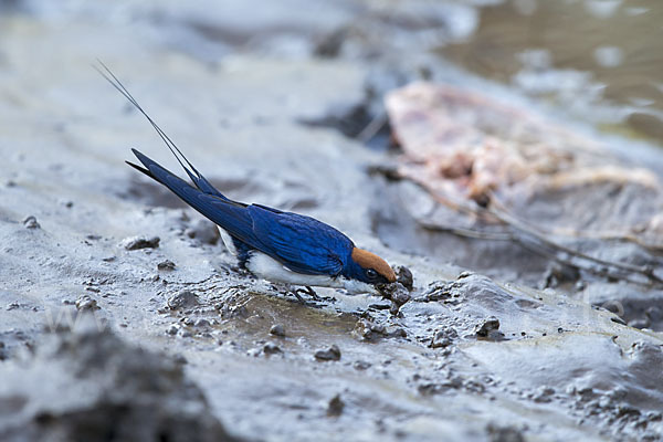 Rotkappenschwalbe (Hirundo smithii)