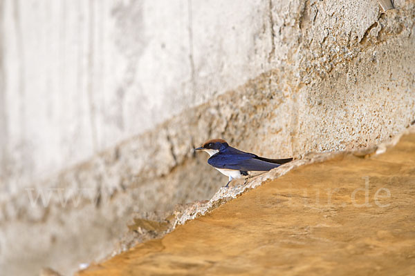 Rotkappenschwalbe (Hirundo smithii)