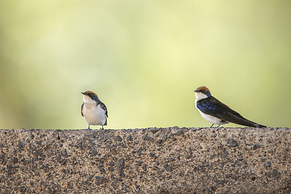 Rotkappenschwalbe (Hirundo smithii)