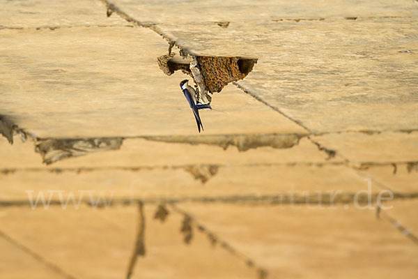 Rotkappenschwalbe (Hirundo smithii)