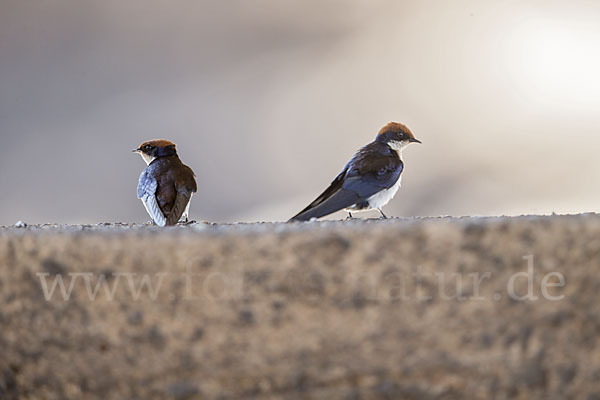 Rotkappenschwalbe (Hirundo smithii)