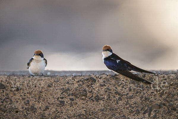 Rotkappenschwalbe (Hirundo smithii)