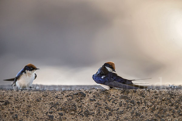 Rotkappenschwalbe (Hirundo smithii)