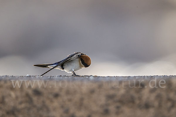 Rotkappenschwalbe (Hirundo smithii)