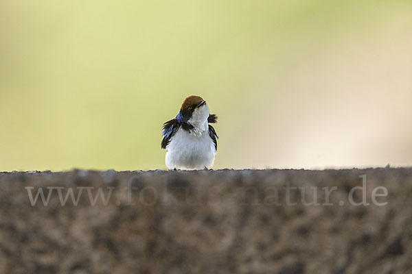 Rotkappenschwalbe (Hirundo smithii)