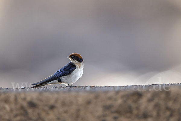 Rotkappenschwalbe (Hirundo smithii)