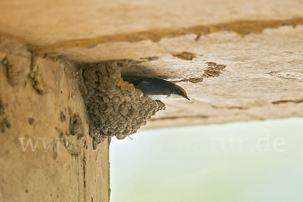 Rotkappenschwalbe (Hirundo smithii)