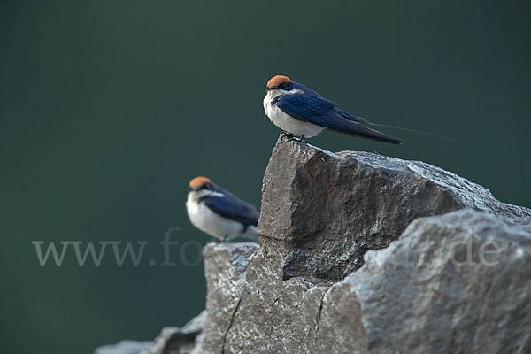 Rotkappenschwalbe (Hirundo smithii)