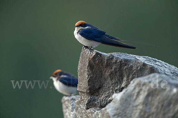 Rotkappenschwalbe (Hirundo smithii)