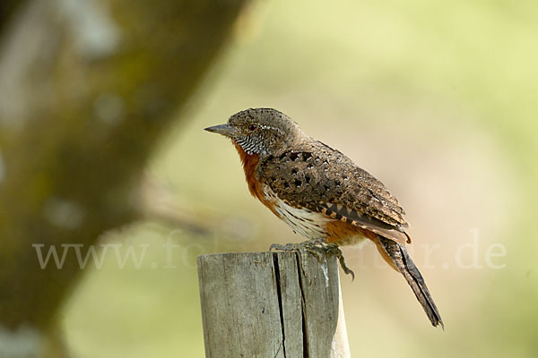 Rotkehl-Wendehals (Jynx ruficollis)