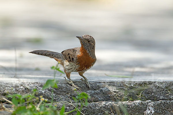 Rotkehl-Wendehals (Jynx ruficollis)