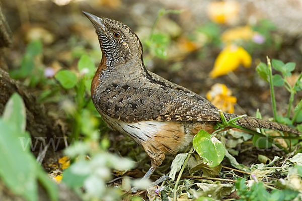 Rotkehl-Wendehals (Jynx ruficollis)