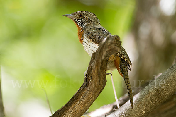 Rotkehl-Wendehals (Jynx ruficollis)