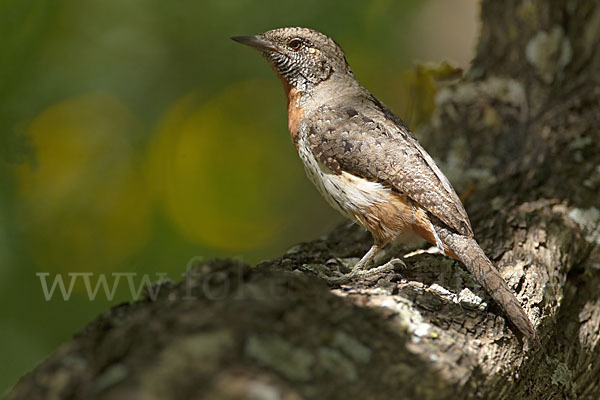 Rotkehl-Wendehals (Jynx ruficollis)