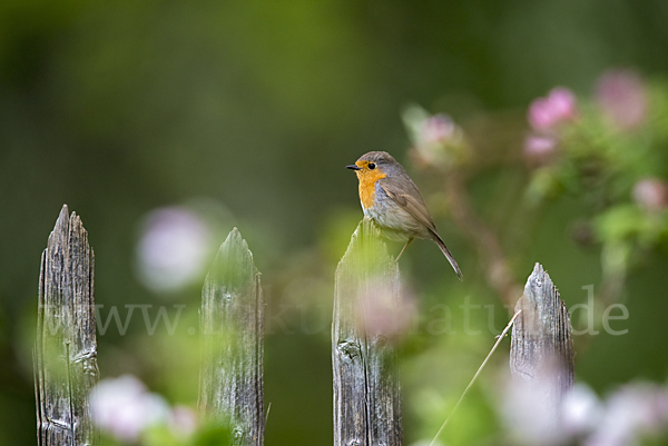 Rotkehlchen (Erithacus rubecula)