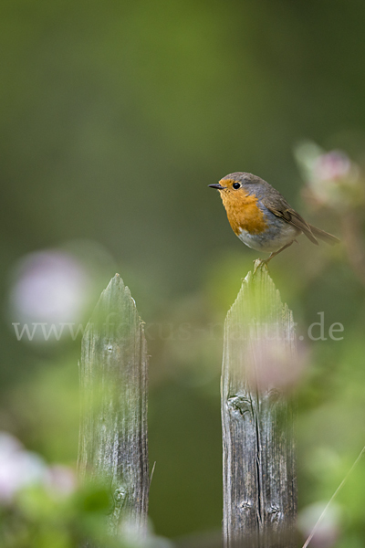 Rotkehlchen (Erithacus rubecula)