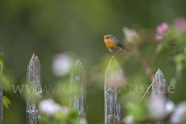 Rotkehlchen (Erithacus rubecula)