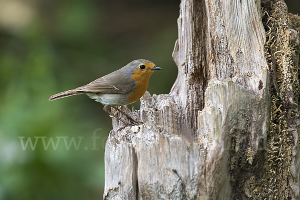 Rotkehlchen (Erithacus rubecula)