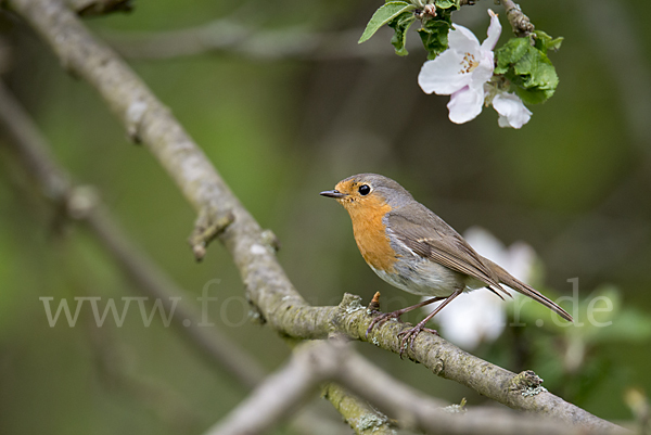 Rotkehlchen (Erithacus rubecula)