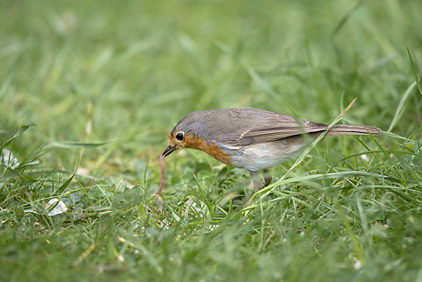 Rotkehlchen (Erithacus rubecula)