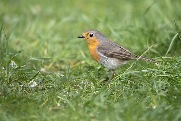 Rotkehlchen (Erithacus rubecula)