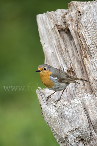 Rotkehlchen (Erithacus rubecula)