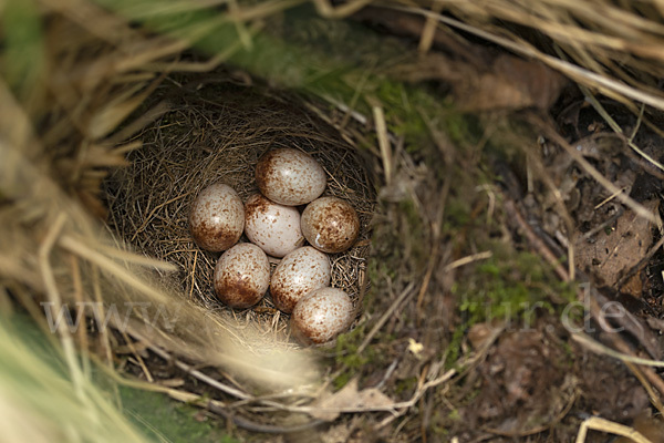 Rotkehlchen (Erithacus rubecula)