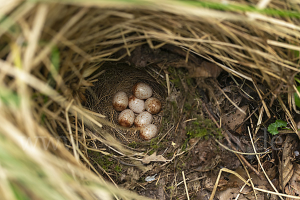 Rotkehlchen (Erithacus rubecula)