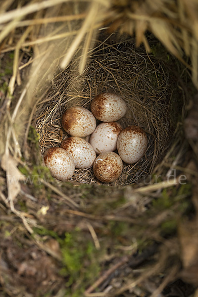 Rotkehlchen (Erithacus rubecula)