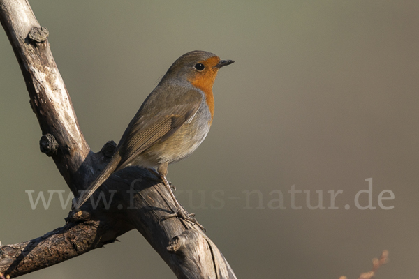 Rotkehlchen (Erithacus rubecula)