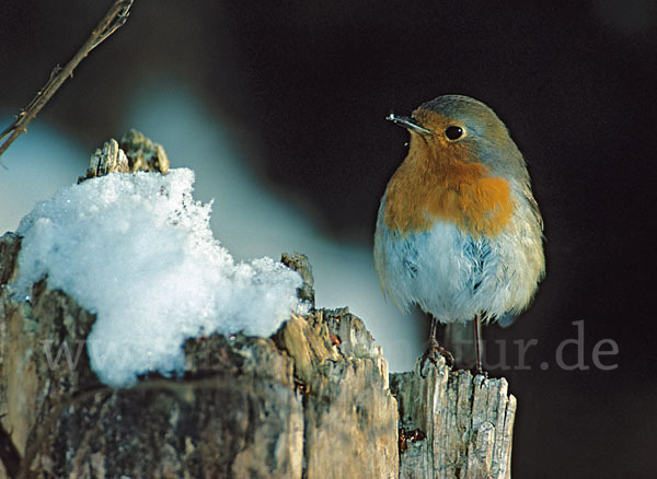 Rotkehlchen (Erithacus rubecula)