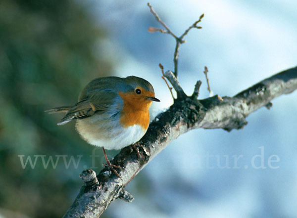 Rotkehlchen (Erithacus rubecula)