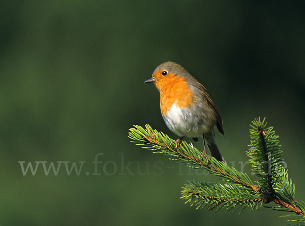 Rotkehlchen (Erithacus rubecula)